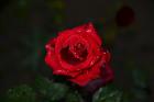 59.Red Rose